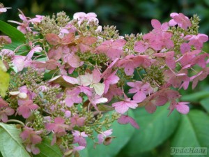 Hydrangea quercifolia 